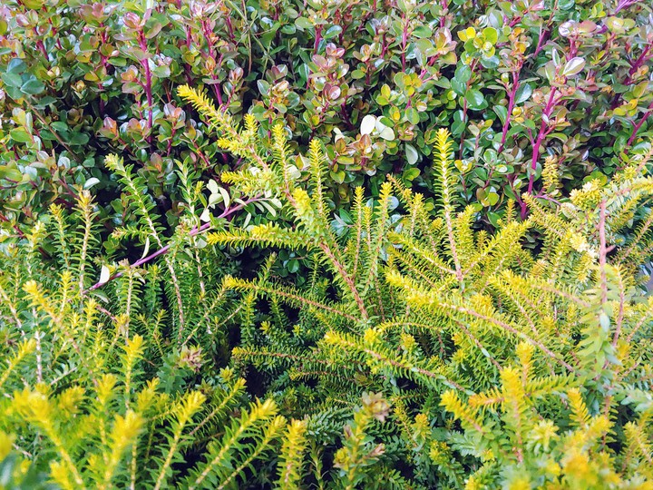 Greenery