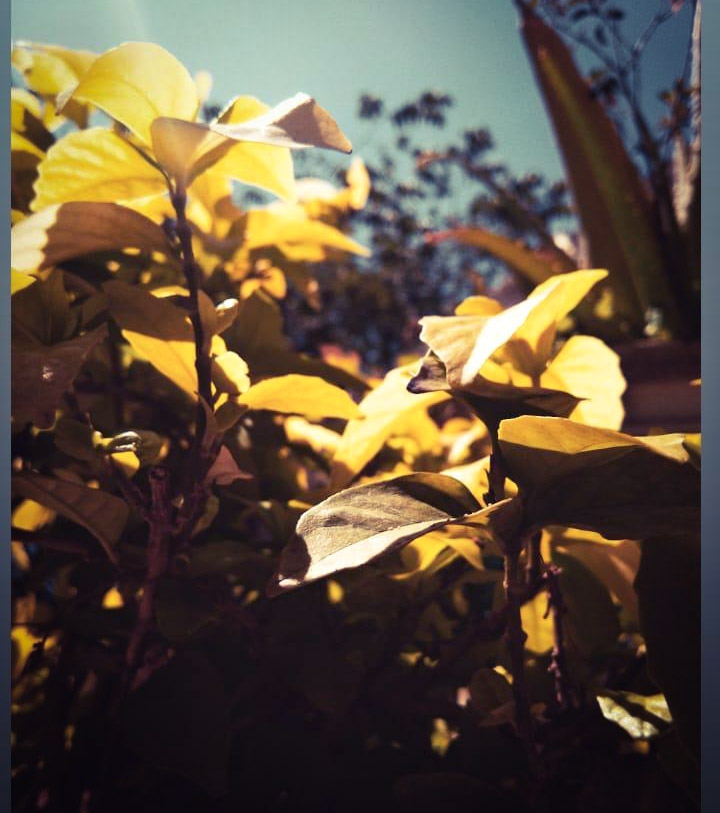 Nature
