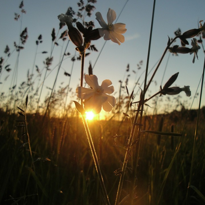 Evening flower