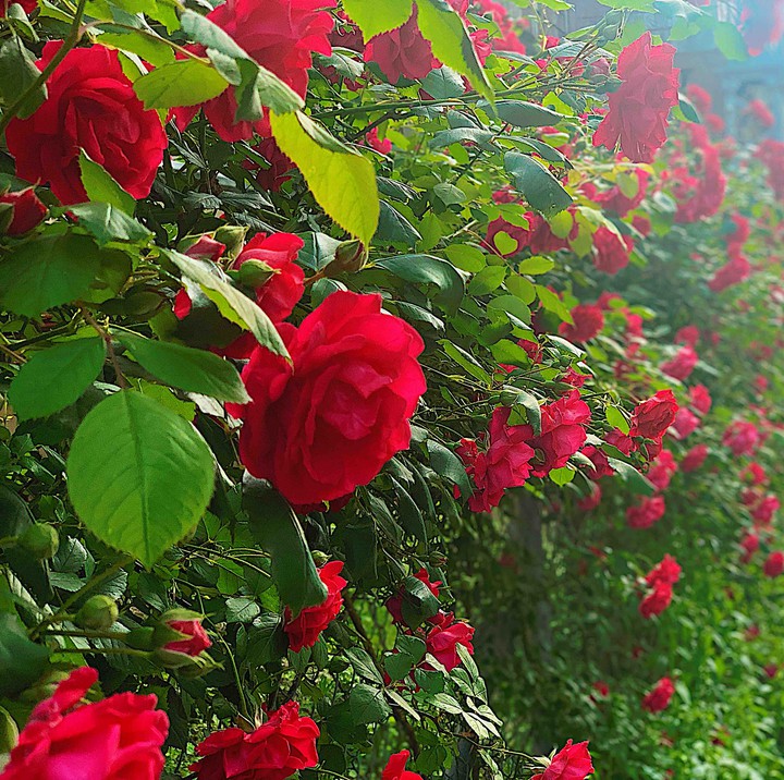 rose