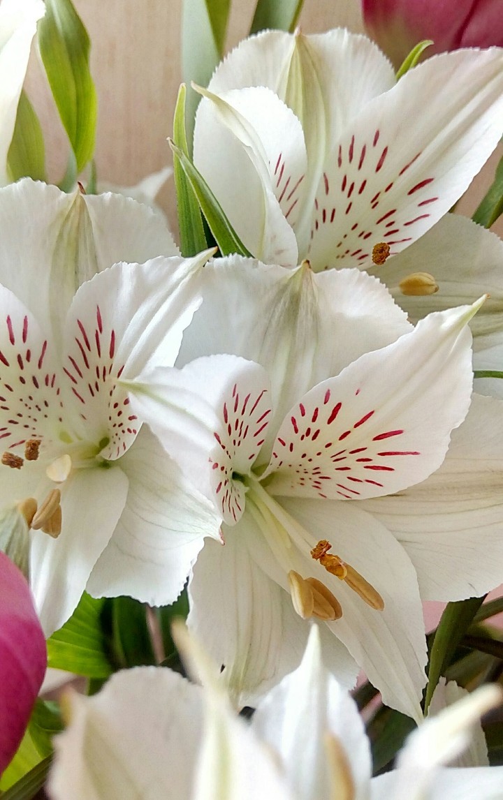 lily