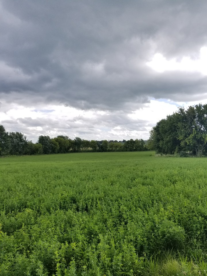 My Backyard
