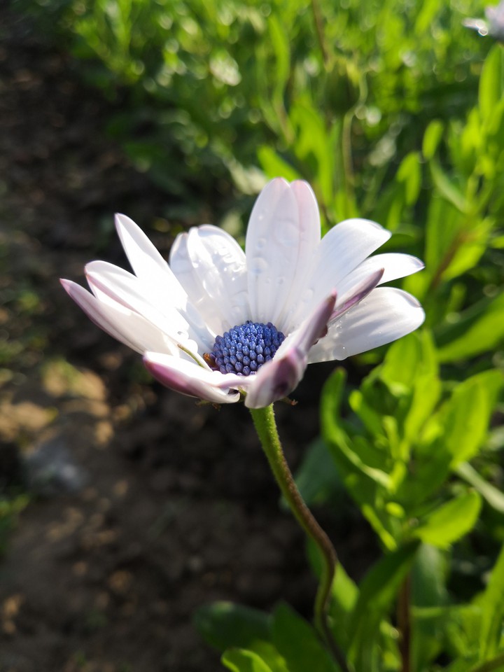 Dew on White Flower