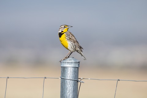 bird, Tail壁纸
