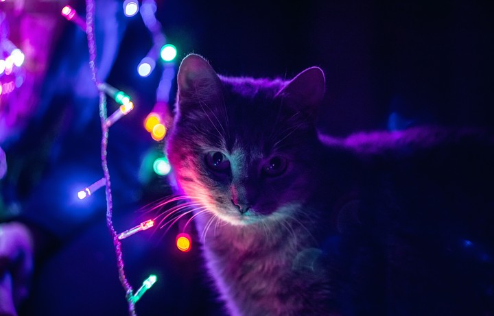 My pet Light