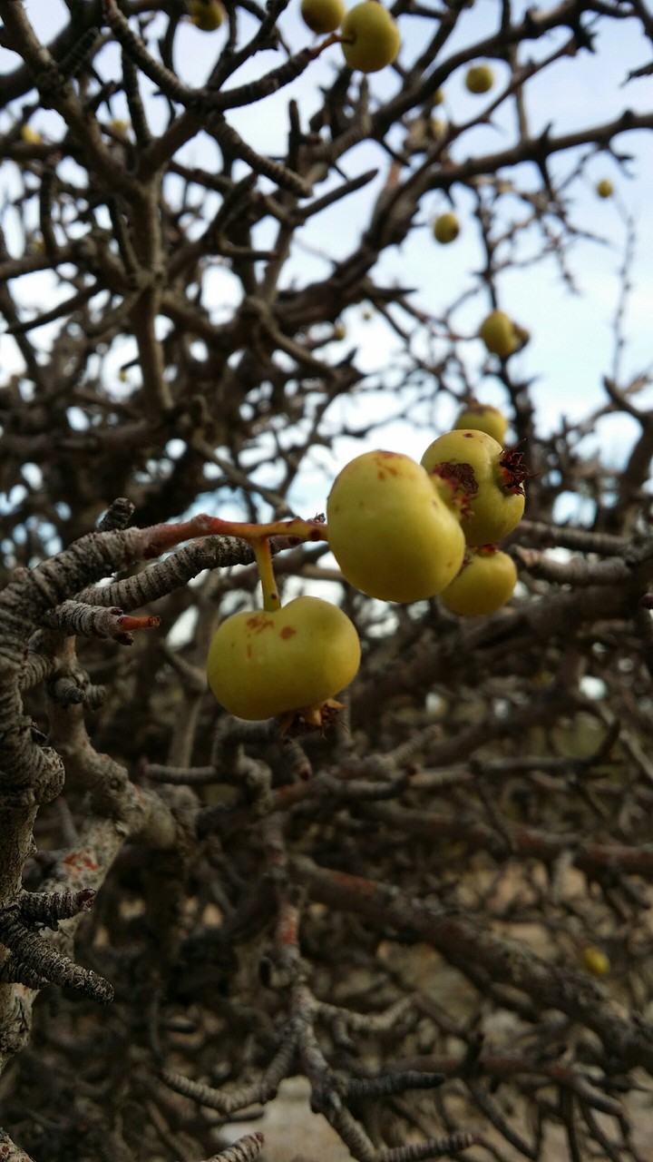 Kialk fruit