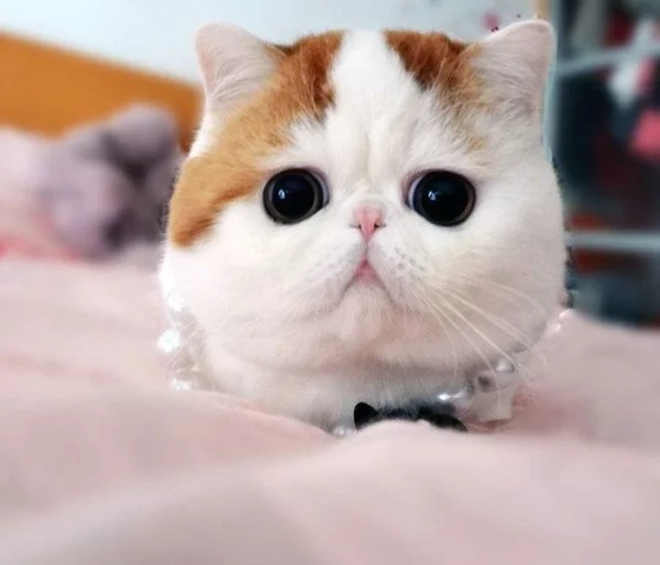 kitty