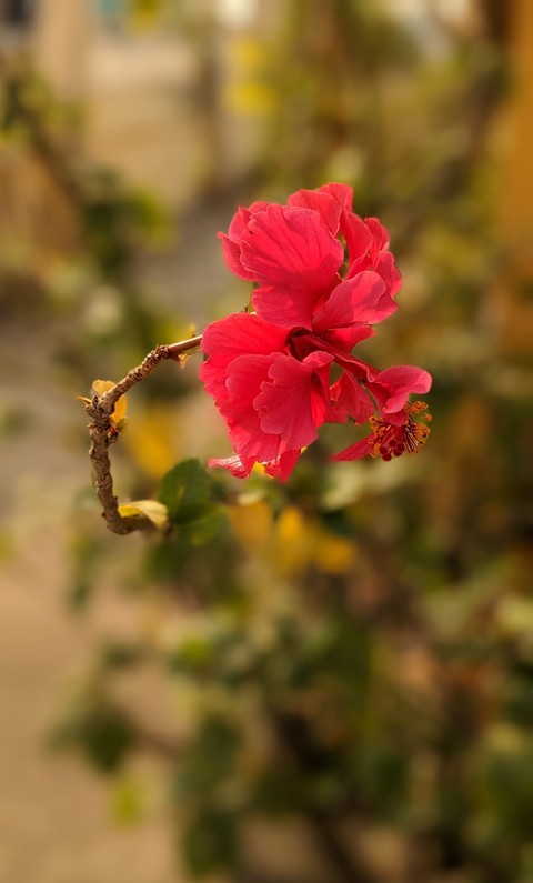 flower, Close-up वॉलपेपर