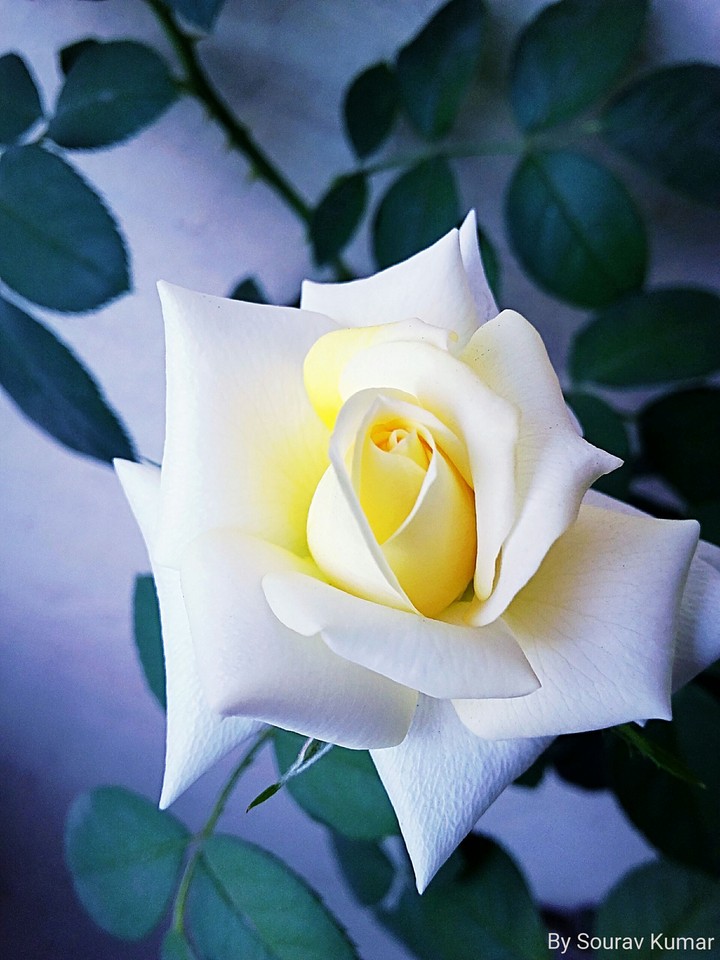 rose