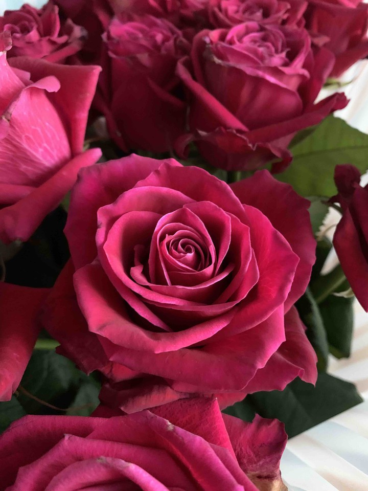 Rose