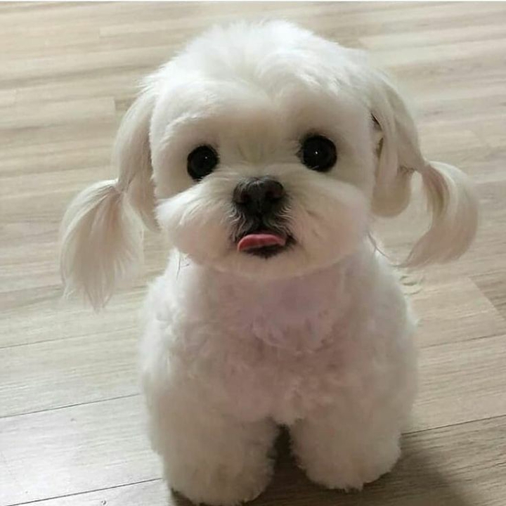 cute pet?