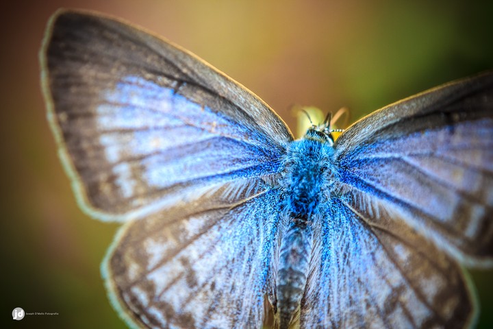 Blue Crystals