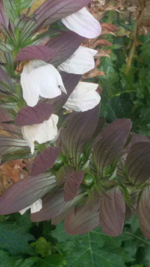 Herbst im Garten