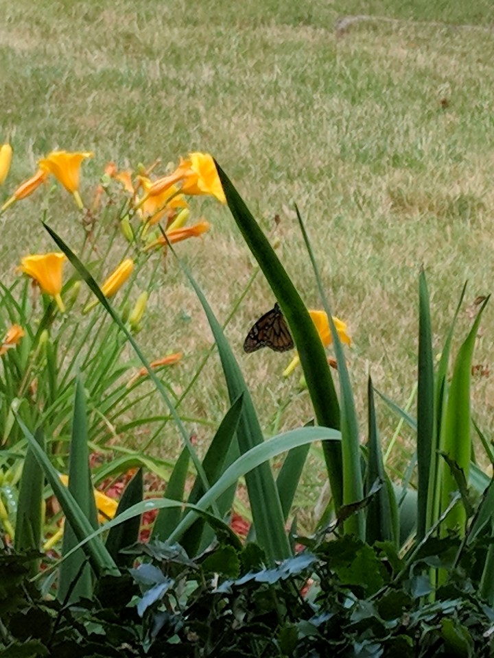 monarch butterfly