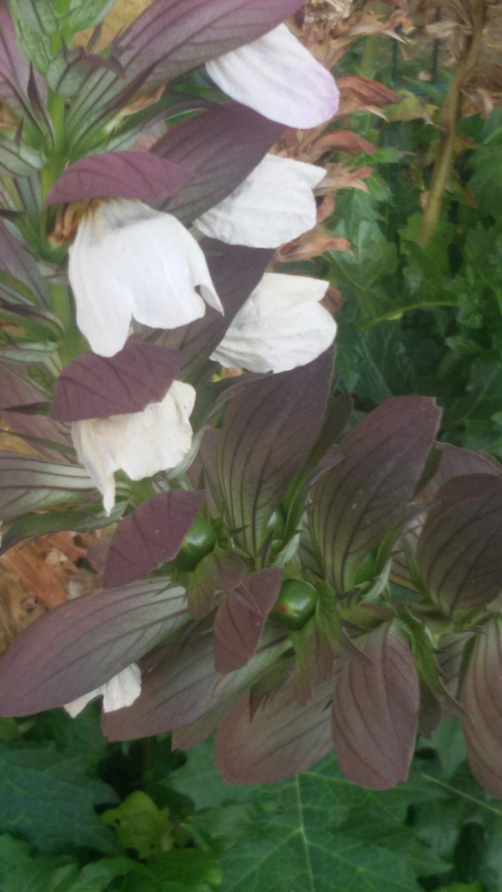 Herbst im Garten