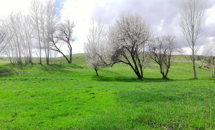 spring Nature