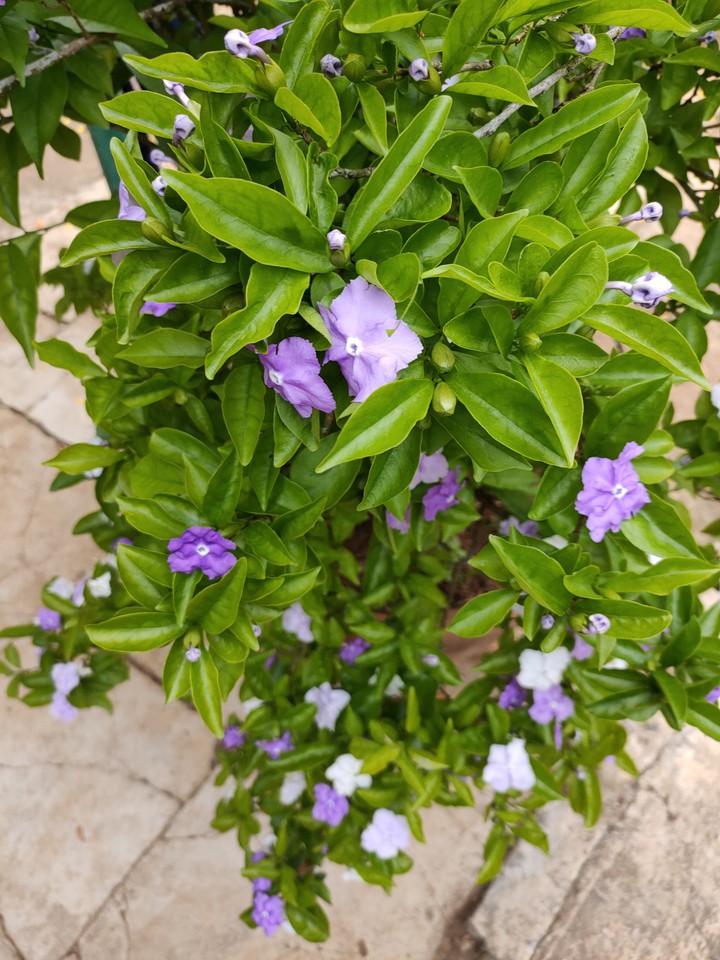 Flowers