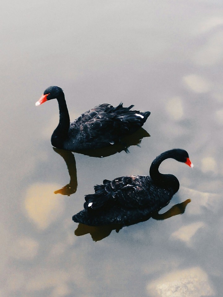 Black swan