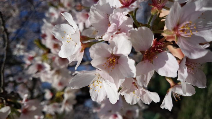 桜