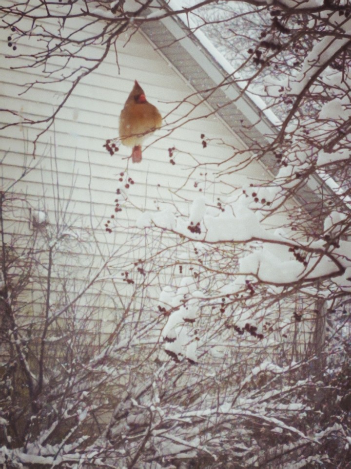Cardinal in the snow ❄