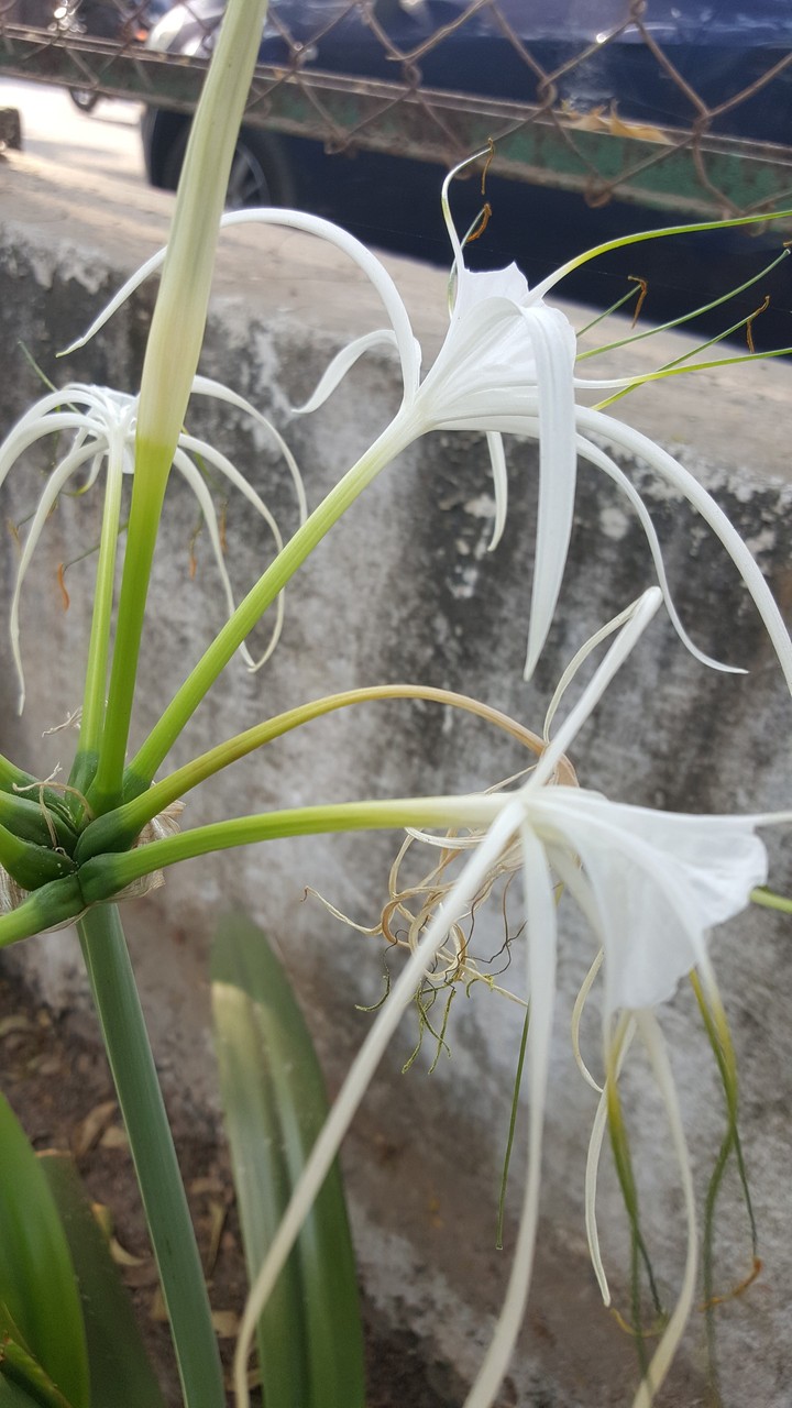 flora