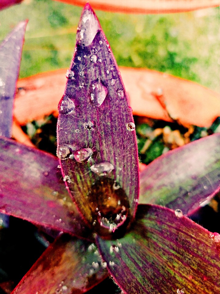 Dew drops