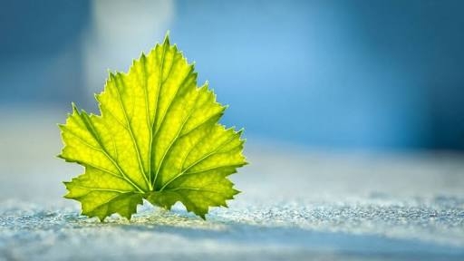 leaf