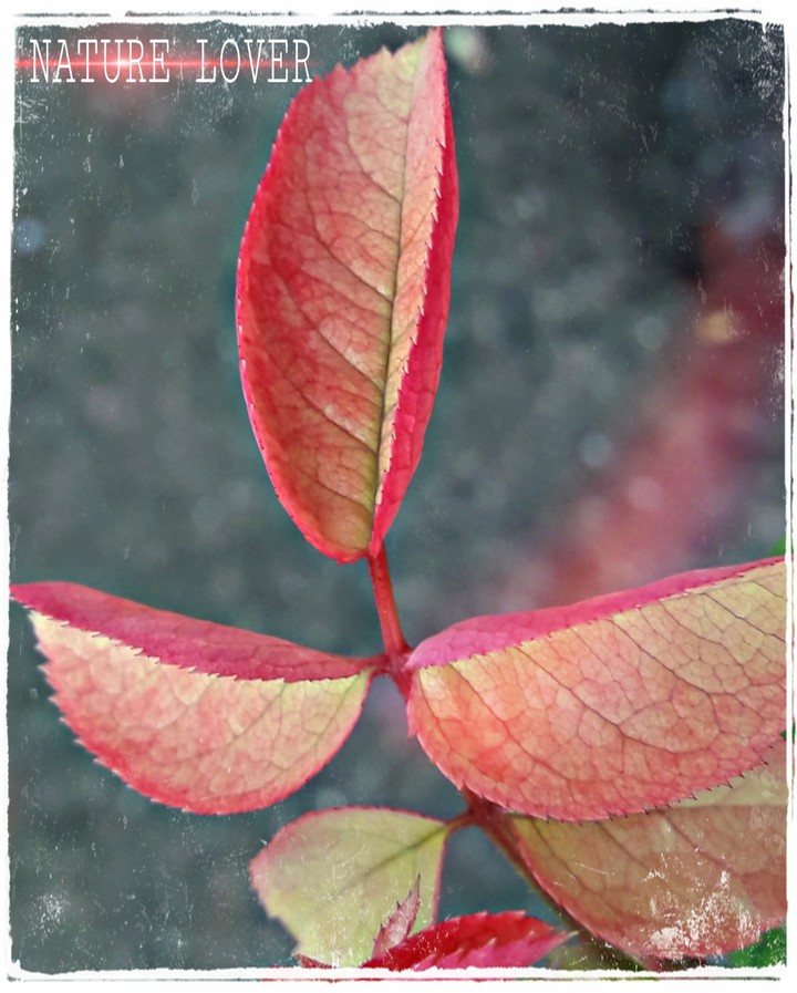love the nature