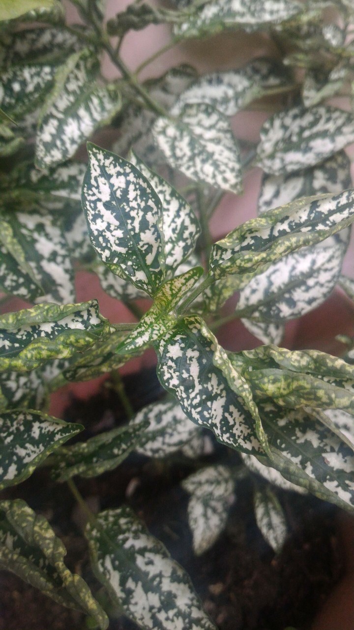 variegated
