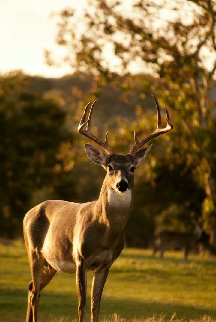 brown deer on grass field