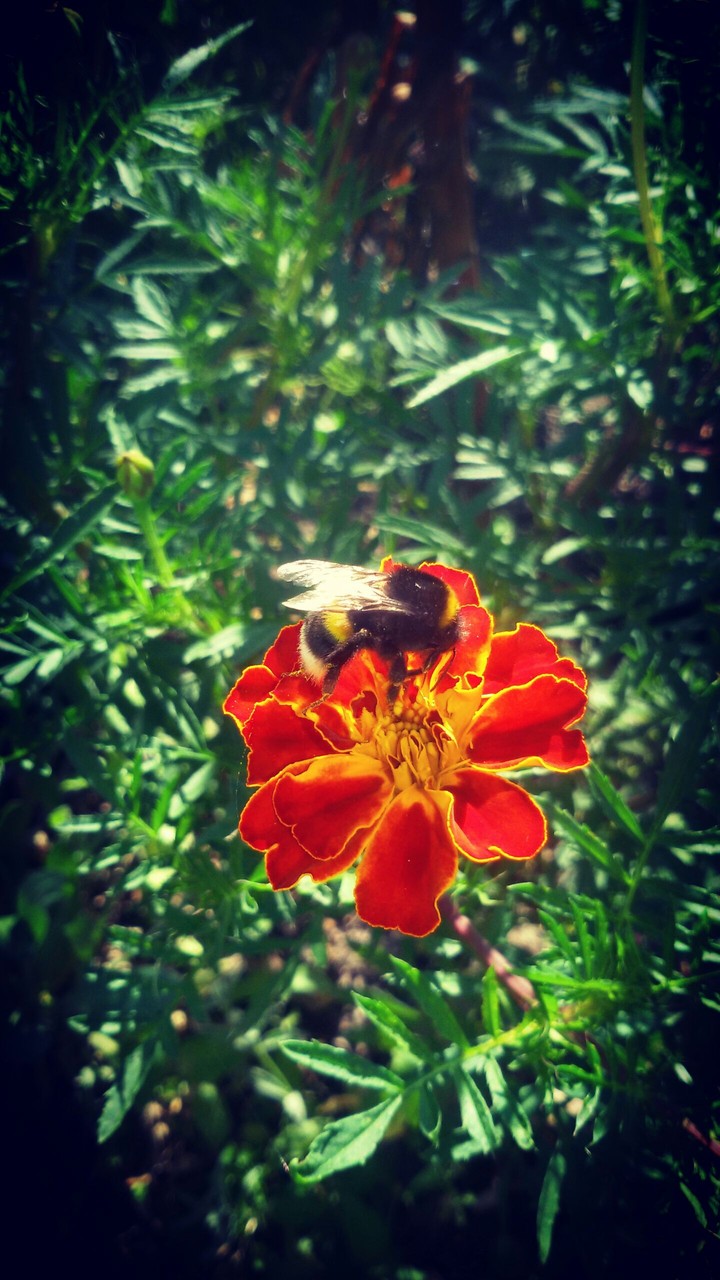 flower