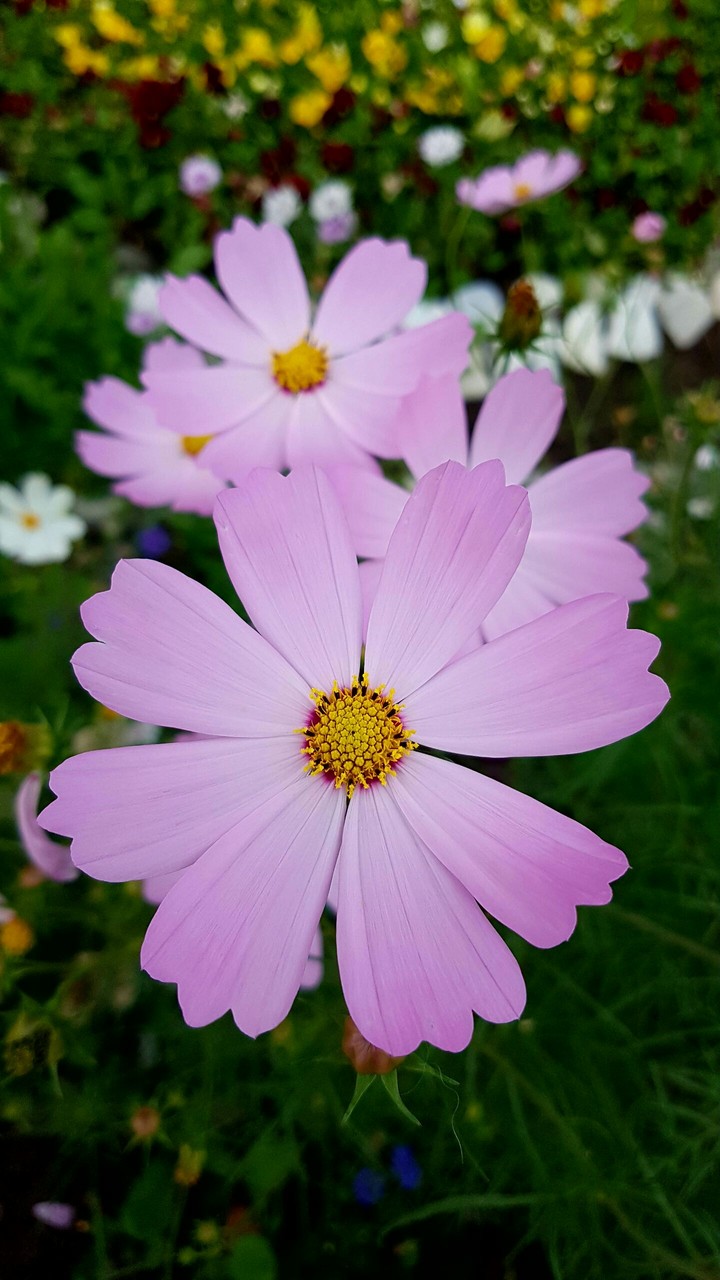 flowers