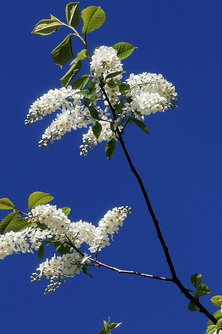 Czeremcha