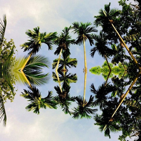 Trees and water