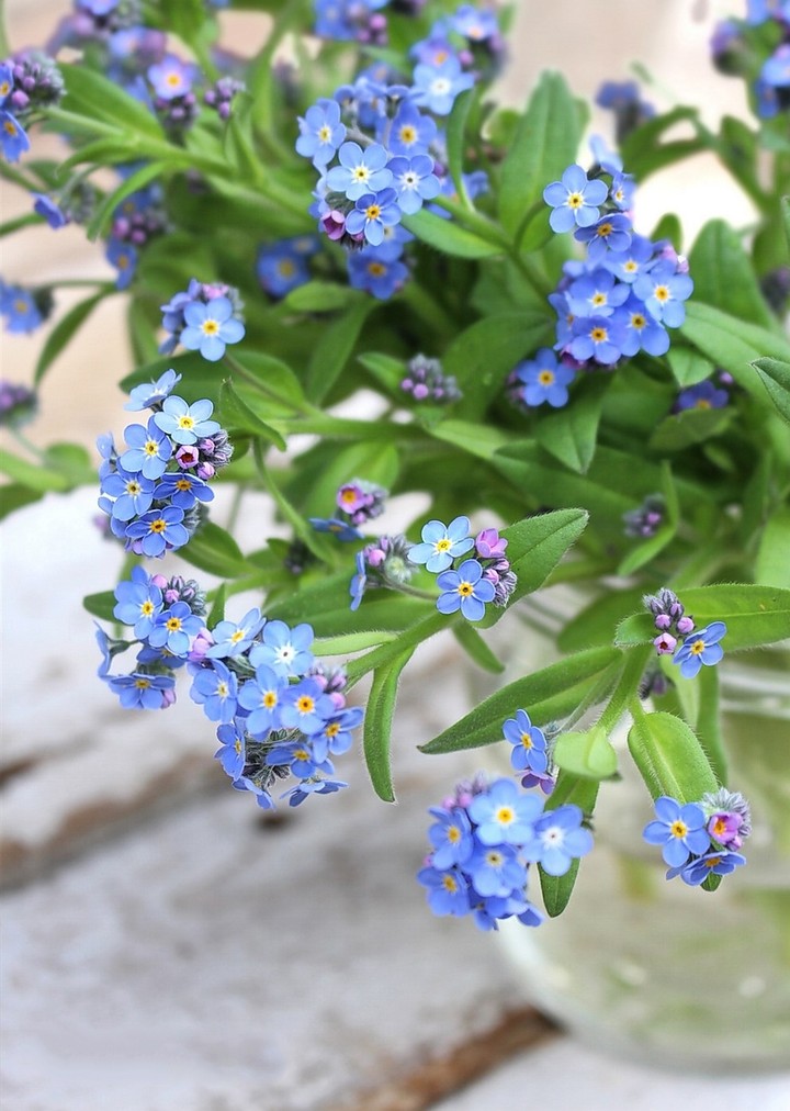 little blue flowers