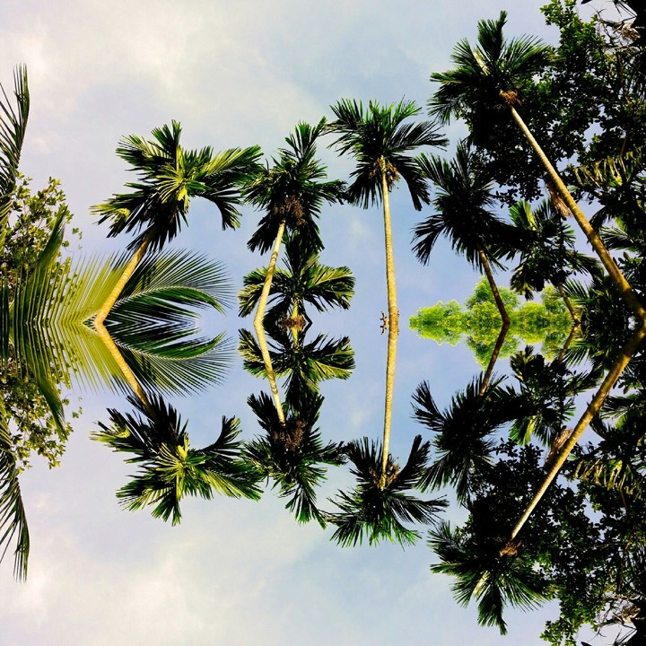 Trees and water