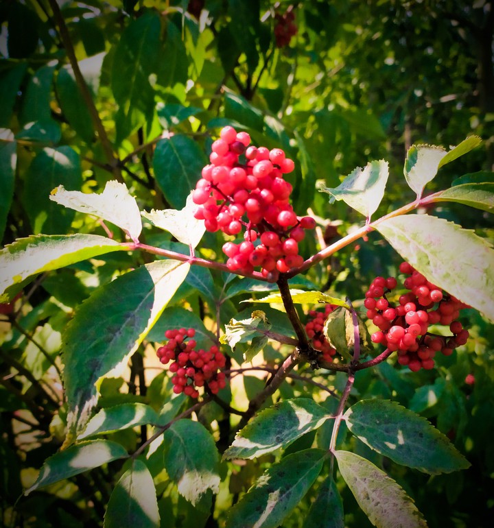 wild berry