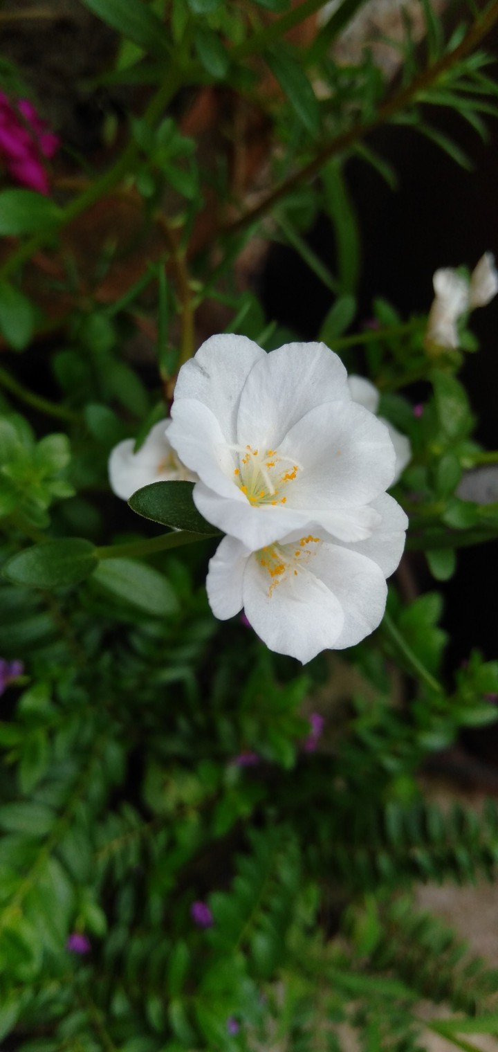 Evening primrose