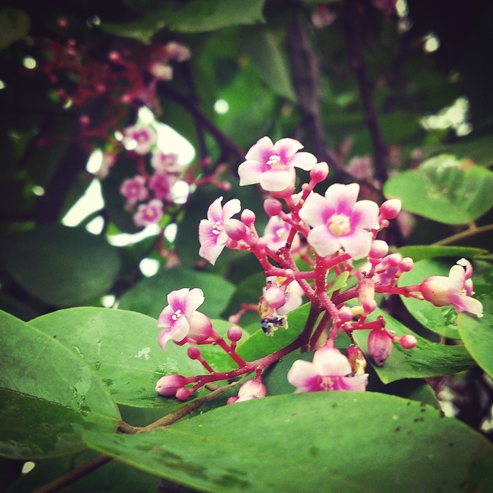 #Flower
