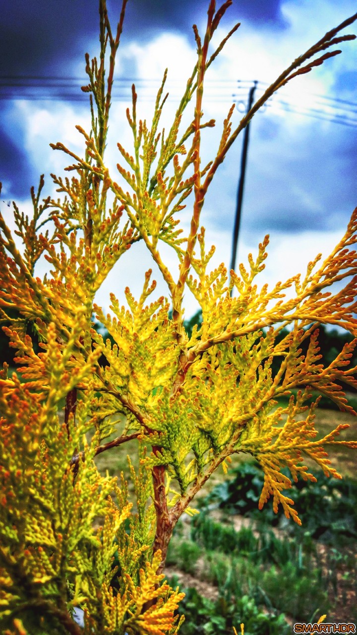 nature