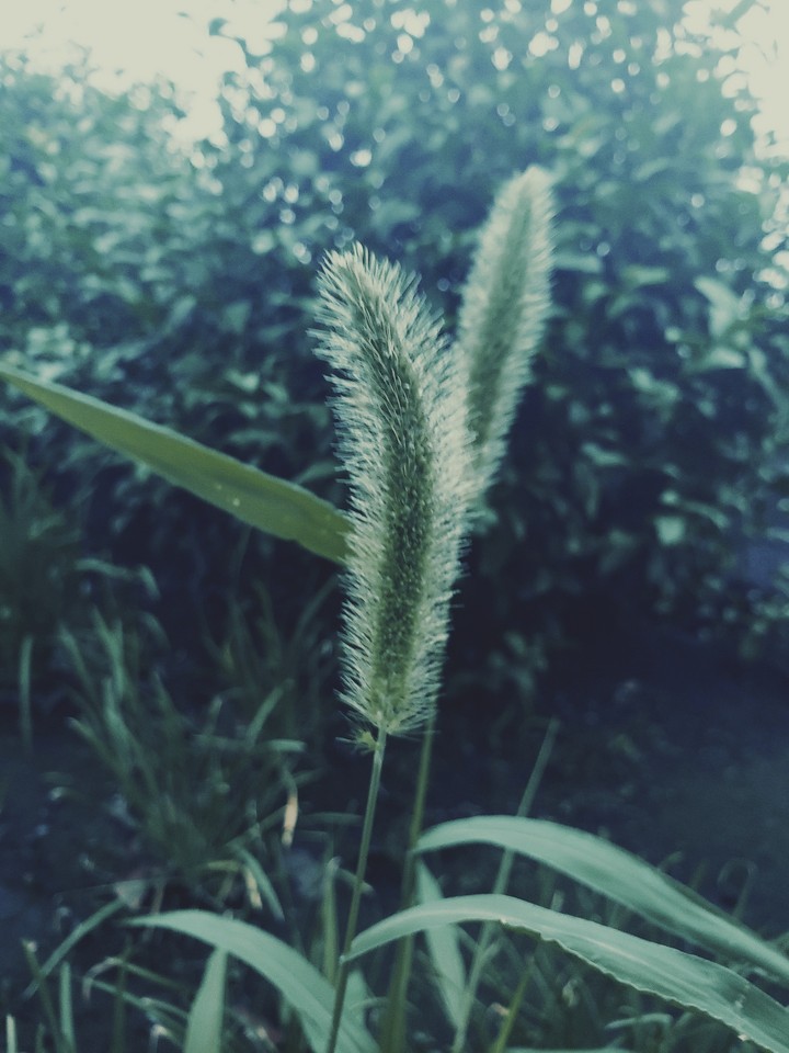 nature