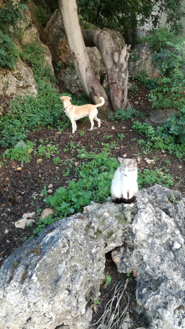 #Animals