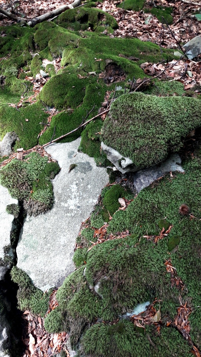 lichens