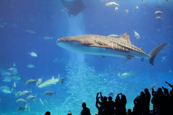 shark
