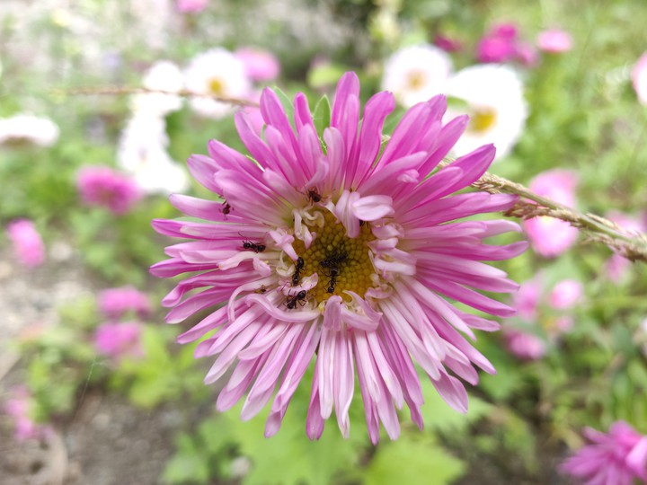flower