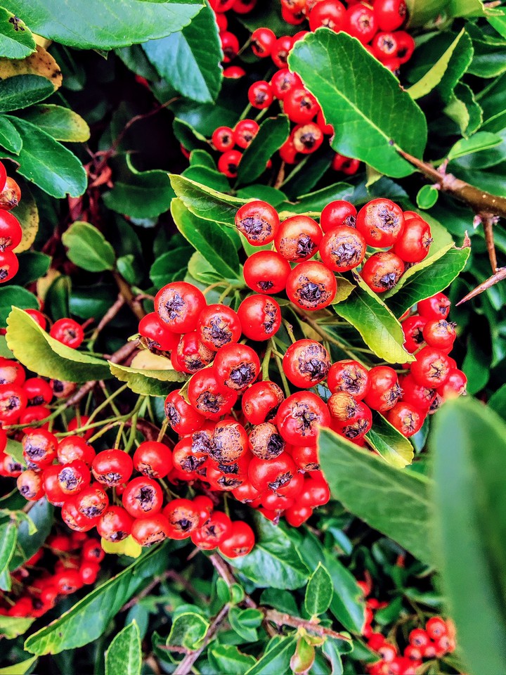 berrys