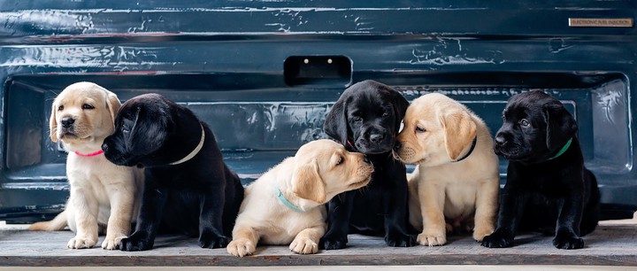 Labrador Retriever Dogs