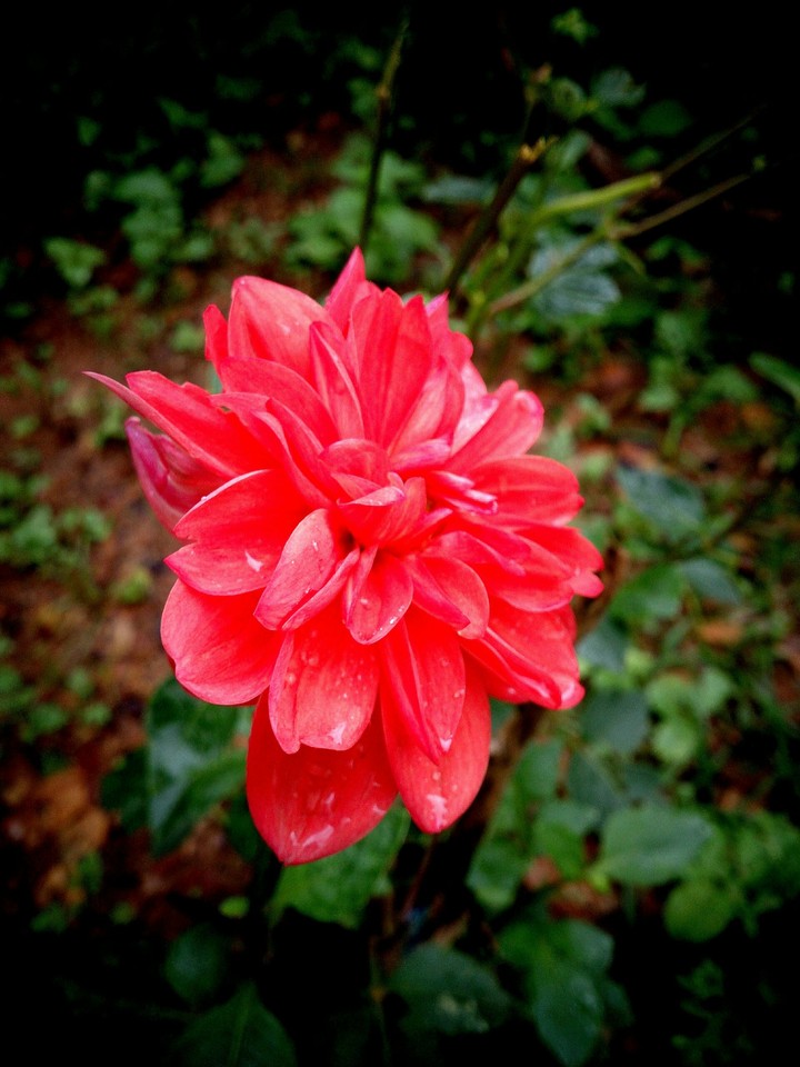 Rose Flower at my Lawn
