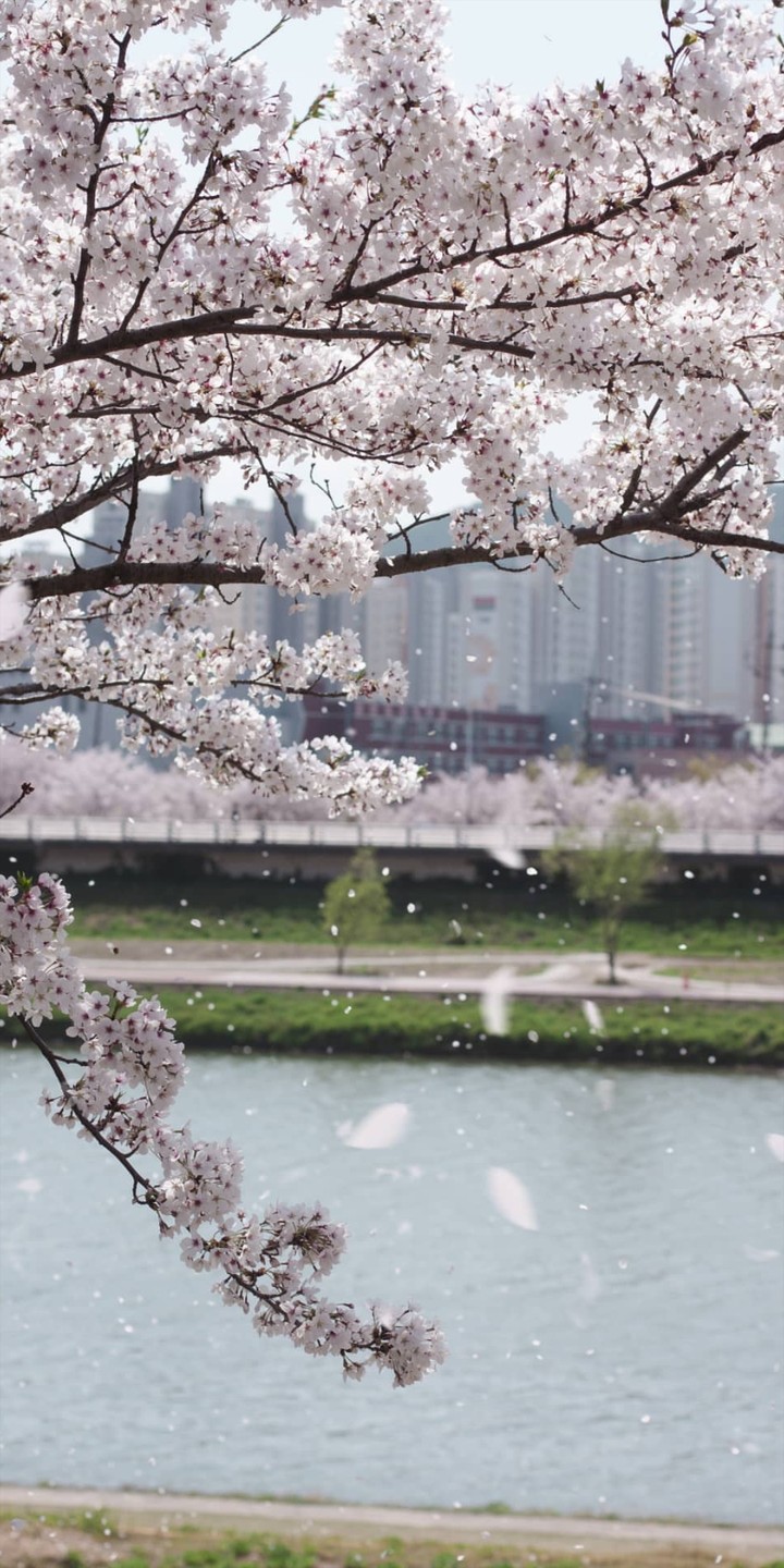 Korea