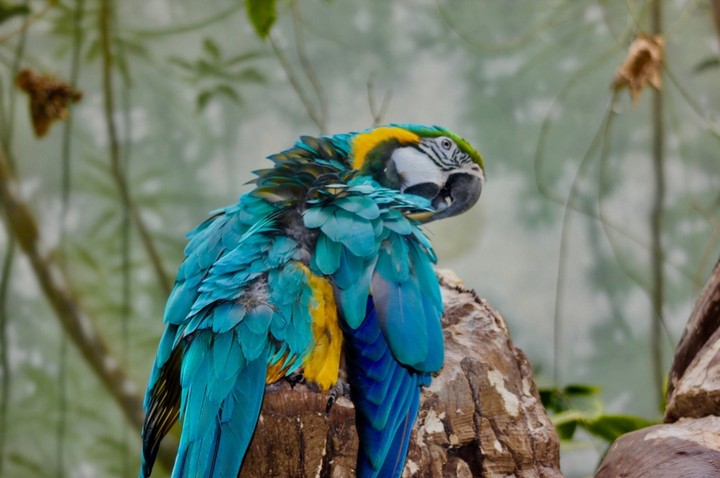 beautiful bird...